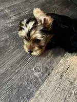 Teddy, a male Yorkshire Terrier for sale in Boerne, TX – 5 of 5