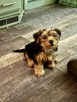 Teddy, a male Yorkshire Terrier for sale in Boerne, TX – 4 of 5