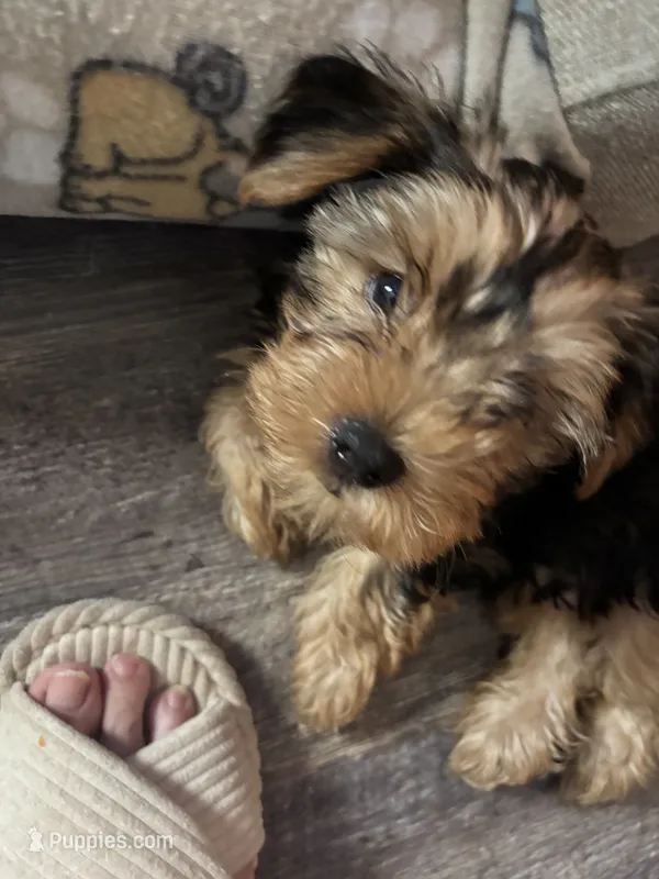 Teddy – Yorkshire Terrier puppy for sale in Boerne, TX