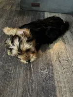 Teddy, a male Yorkshire Terrier for sale in Boerne, TX – 3 of 5
