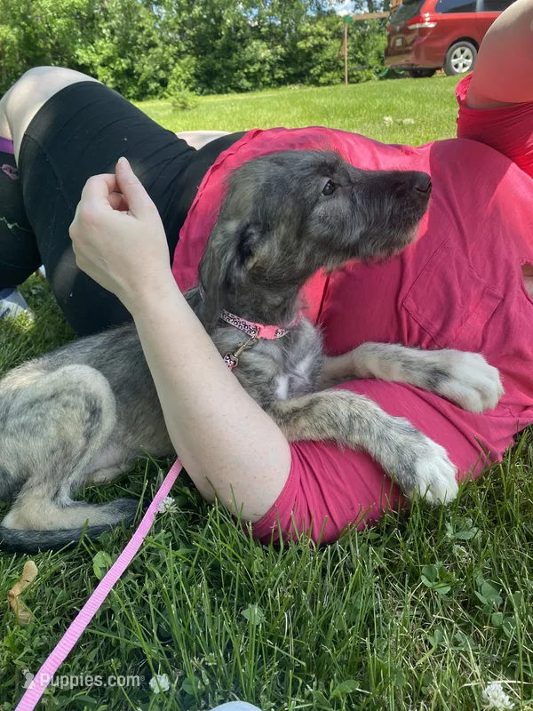 Pinky – Irish Wolfhound puppy for sale in Marion, OH
