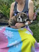 Duke, a male English Bulldog for sale in Marion, OH – 3 of 3