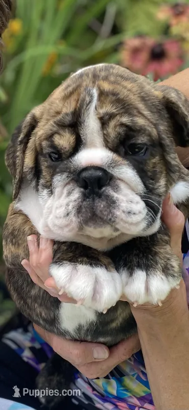 Duke – English Bulldog puppy for sale in Marion, OH