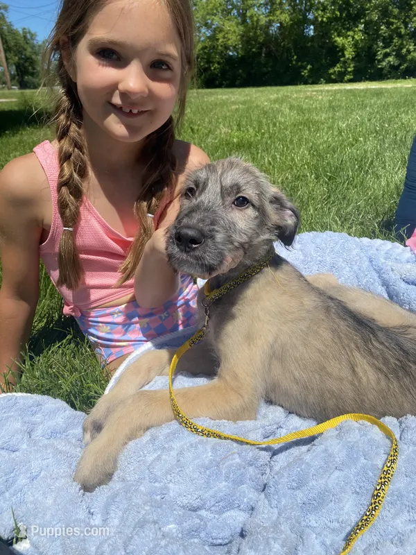 Sunny – Irish Wolfhound puppy for sale in Marion, OH