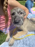 Sunny, a female Irish Wolfhound for sale in Marion, OH – 3 of 5