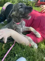 Pinky, a female Irish Wolfhound for sale in Marion, OH – 3 of 3