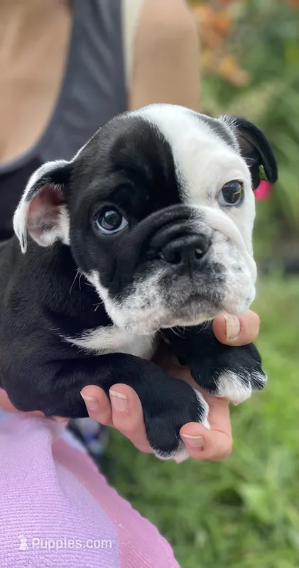 Betty – English Bulldog puppy for sale in Marion, OH