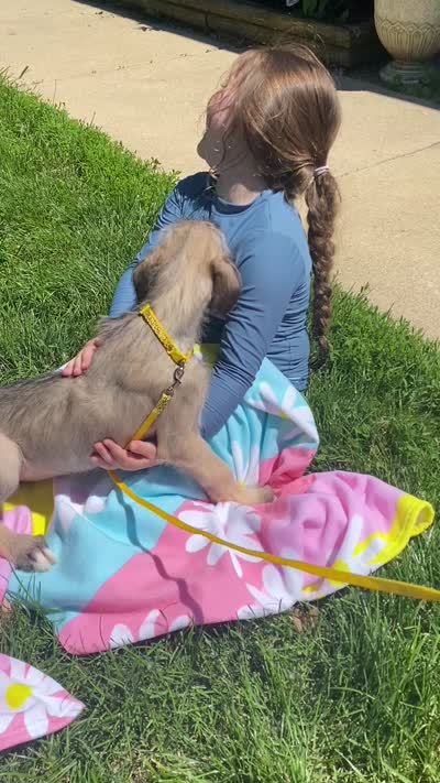 Sunny, a female Irish Wolfhound for sale in Marion, OH – 4 of 5