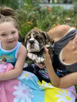 Duke, a male English Bulldog for sale in Marion, OH – 2 of 3