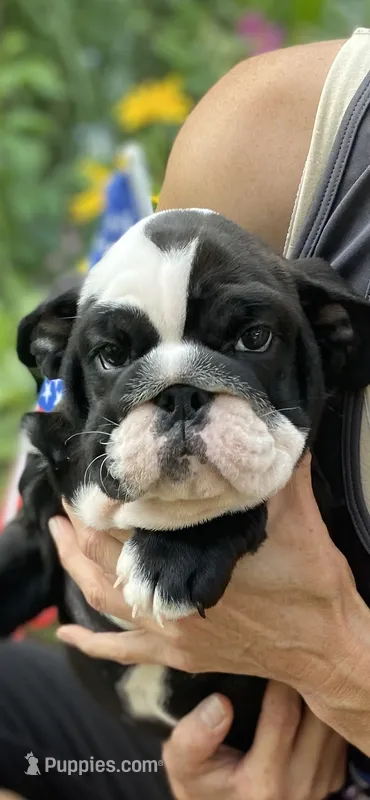 Zena – English Bulldog puppy for sale in Marion, OH