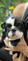 Zena, a female English Bulldog for sale in Marion, OH – 1 of 2