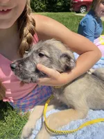 Sunny, a female Irish Wolfhound for sale in Marion, OH – 2 of 5