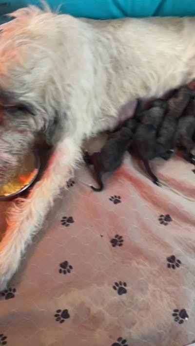 Sunny, a female Irish Wolfhound for sale in Marion, OH – 5 of 5