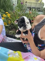 Betty, a female English Bulldog for sale in Marion, OH – 2 of 2