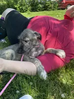 Pinky, a female Irish Wolfhound for sale in Marion, OH – 2 of 3