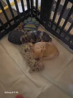 La Vie Frenchies, a male French Bulldog for sale in Canton, MI – Photo 1 of 10