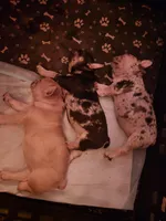 La Vie Frenchies, a male French Bulldog for sale in Canton, MI – Photo 8 of 10