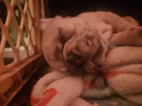 La Vie Frenchies, a male French Bulldog for sale in Canton, MI – Photo 7 of 10