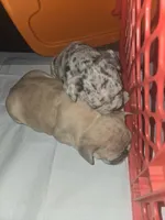 La Vie Frenchies, a male French Bulldog for sale in Canton, MI – Photo 9 of 10