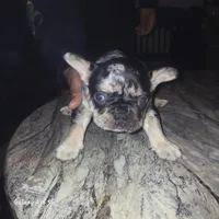 La Vie Frenchies, a male French Bulldog for sale in Canton, MI – Photo 4 of 10