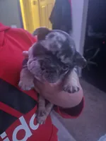 La Vie Frenchies, a male French Bulldog for sale in Canton, MI – Photo 6 of 10