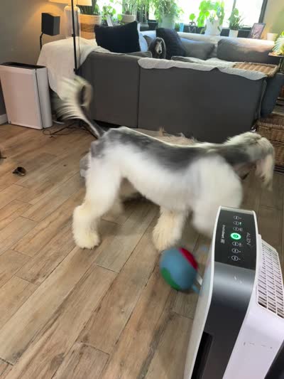 John Paul, a male Afghan Hound for sale in Phoenix, AZ – 5 of 5