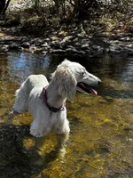 Keke , a female Afghan Hound for sale in Phoenix, AZ – 6 of 8