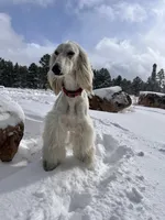 Keke , a female Afghan Hound for sale in Phoenix, AZ – 2 of 8
