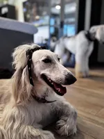 Keke , a female Afghan Hound for sale in Phoenix, AZ – 3 of 8