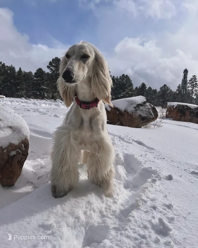 Keke  – Afghan Hound puppy for sale in Phoenix, AZ