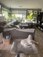 Keke , a female Afghan Hound for sale in Phoenix, AZ – 5 of 8