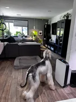 John Paul, a male Afghan Hound for sale in Phoenix, AZ – 4 of 5