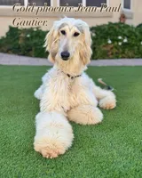 John Paul, a male Afghan Hound for sale in Phoenix, AZ – 3 of 5