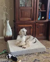 John Paul, a male Afghan Hound for sale in Phoenix, AZ – 2 of 5