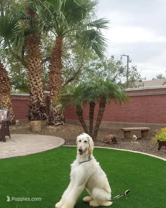 John Paul – Afghan Hound puppy for sale in Phoenix, AZ