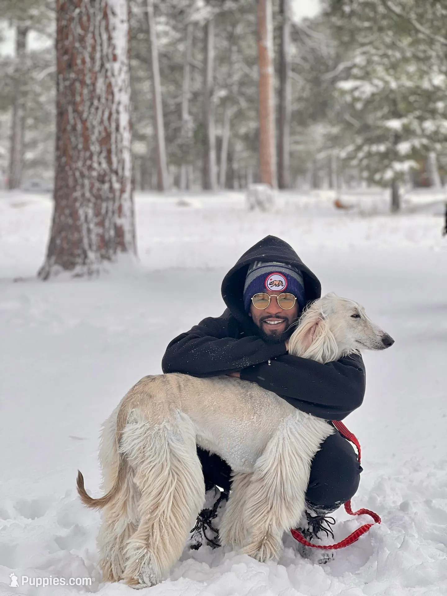 Keke , a female Afghan Hound for sale in Phoenix, AZ – 4 of 8