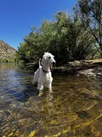 Keke , a female Afghan Hound for sale in Phoenix, AZ – 8 of 8