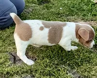 Lorna, a female Teddy Roosevelt Terrier for sale in Caddo Mills, TX – Photo 2 of 5