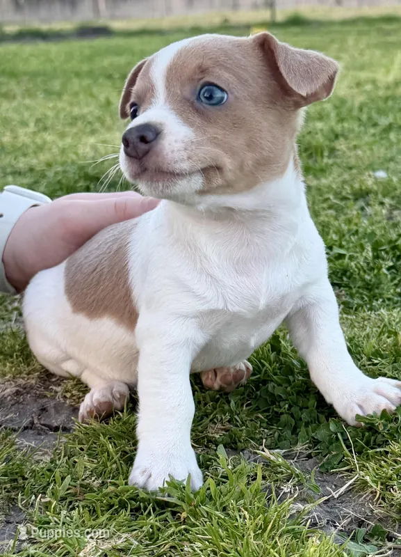 Lorna – Teddy Roosevelt Terrier puppy for sale in Caddo Mills, TX