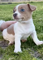 Lorna, a female Teddy Roosevelt Terrier for sale in Caddo Mills, TX – Photo 1 of 5