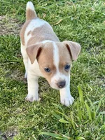 Lorna, a female Teddy Roosevelt Terrier for sale in Caddo Mills, TX – Photo 5 of 5