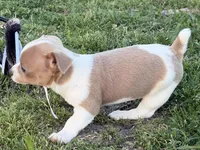 Lorna, a female Teddy Roosevelt Terrier for sale in Caddo Mills, TX – Photo 4 of 5