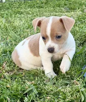 Lorna, a female Teddy Roosevelt Terrier for sale in Caddo Mills, TX – Photo 3 of 5