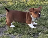 Legal, a male Teddy Roosevelt Terrier for sale in Caddo Mills, TX – Photo 2 of 4