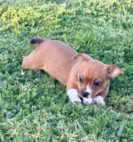 Legal, a male Teddy Roosevelt Terrier for sale in Caddo Mills, TX – Photo 4 of 4