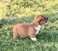 Legal, a male Teddy Roosevelt Terrier for sale in Caddo Mills, TX – Photo 3 of 4