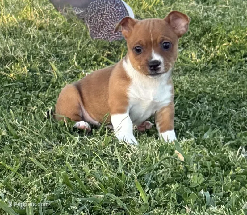Legal – Teddy Roosevelt Terrier puppy for sale in Caddo Mills, TX