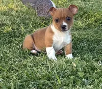 Legal, a male Teddy Roosevelt Terrier for sale in Caddo Mills, TX – Photo 1 of 4