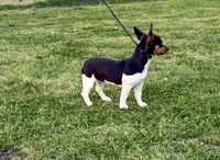 Fin, a female Teddy Roosevelt Terrier for sale in Caddo Mills, TX – Photo 3 of 6