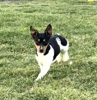 Fin, a female Teddy Roosevelt Terrier for sale in Caddo Mills, TX – Photo 5 of 6